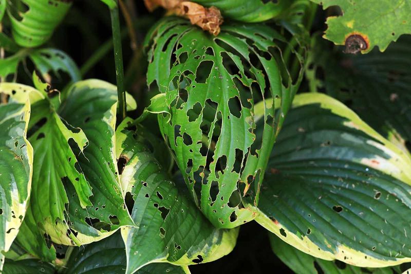 Slugs And Pests Damage Leaves And Slow Growth