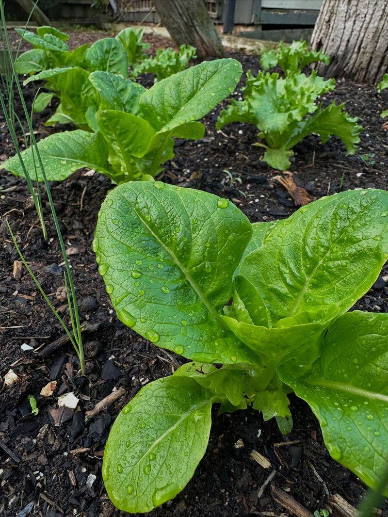 Too Much Rain And Waterlogged Soil