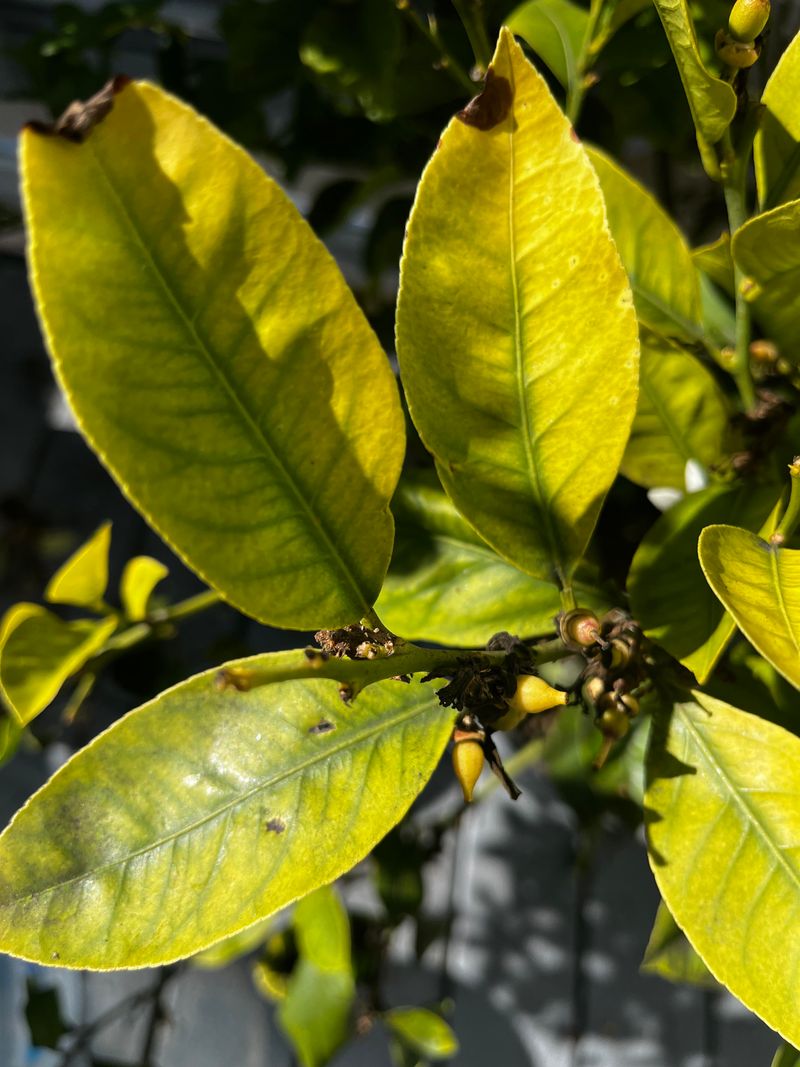 Iron Deficiency Causes Yellow Leaves With Green Veins