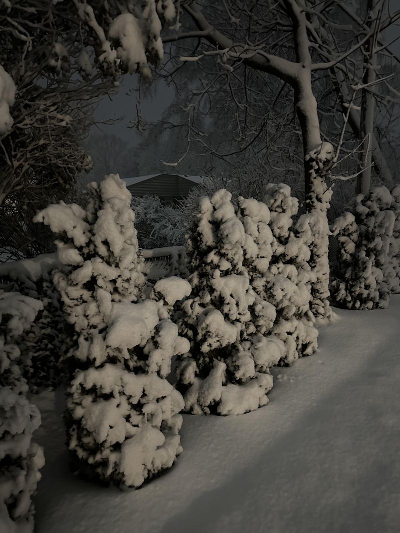 Heavy Snow Can Bend Or Split Young Branches