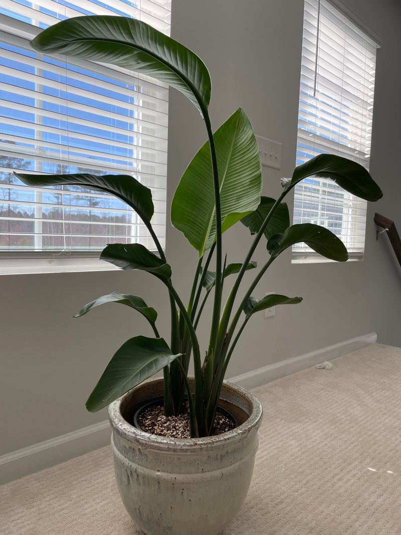 Low Indoor Humidity Reduces Plant Vigor
