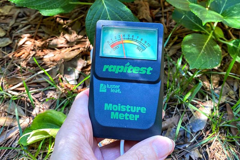 Let Soil Dry Slightly Between Cycles To Prevent Root Issues