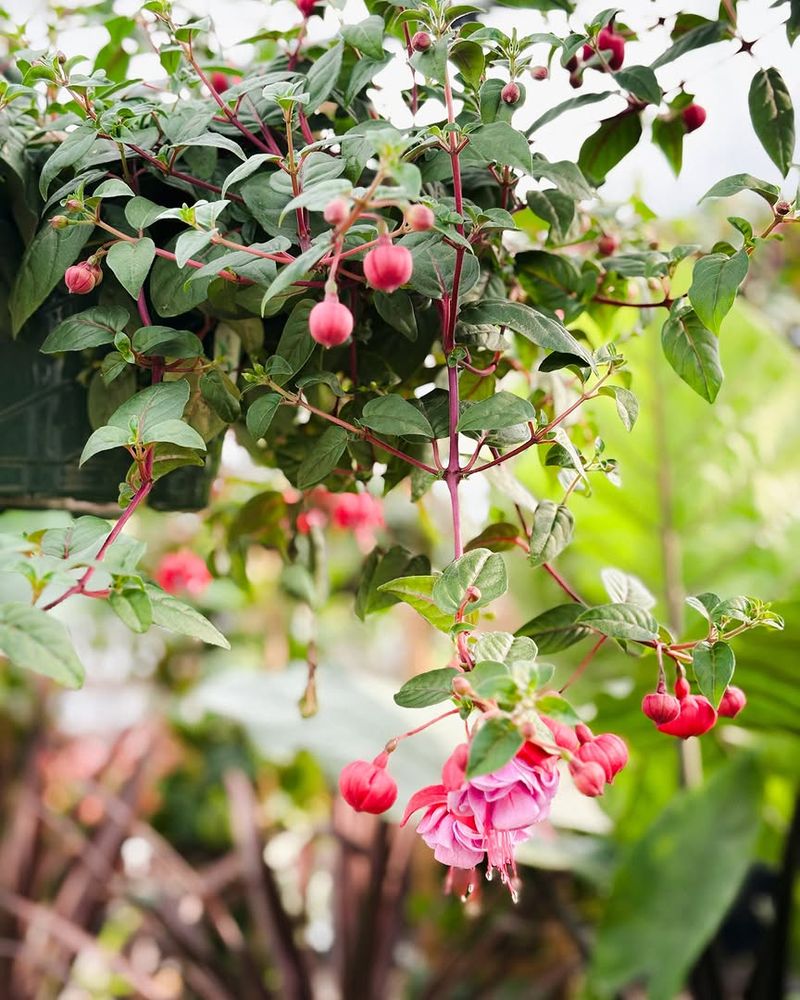 Remove Spent Flowers Frequently