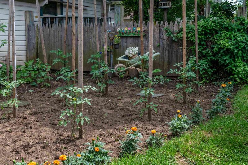 Allow Extra Room Between Your Tomato Rows