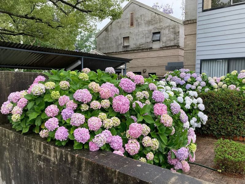 Refresh Mulch To Lock In Moisture Early