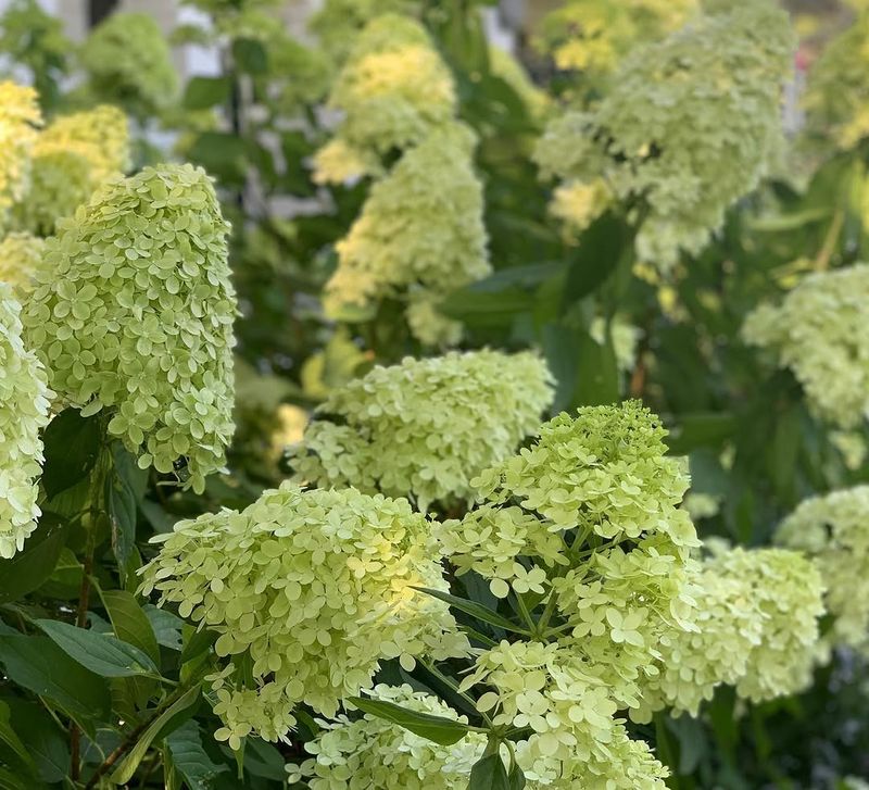 Little Lime Stays Compact After Pruning