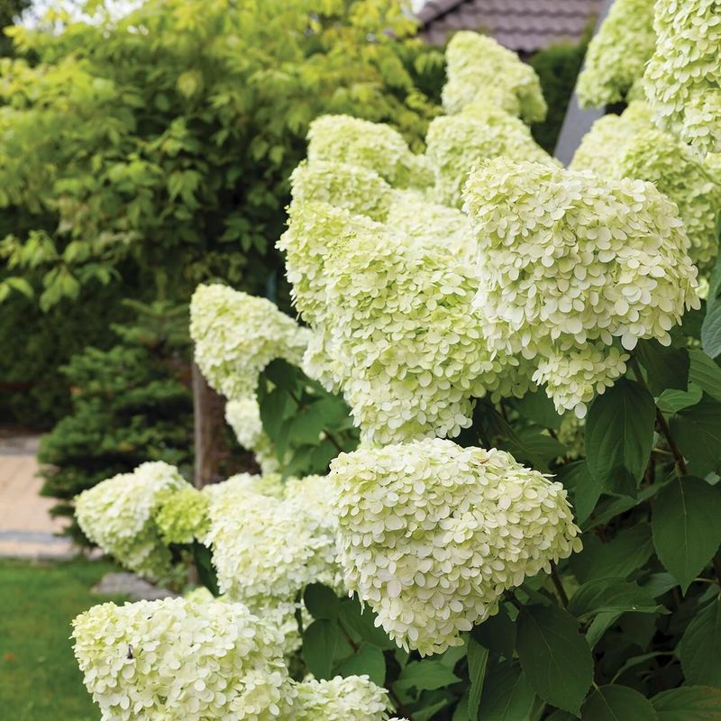 Limelight Delivers Reliable Blooms With Spring Pruning
