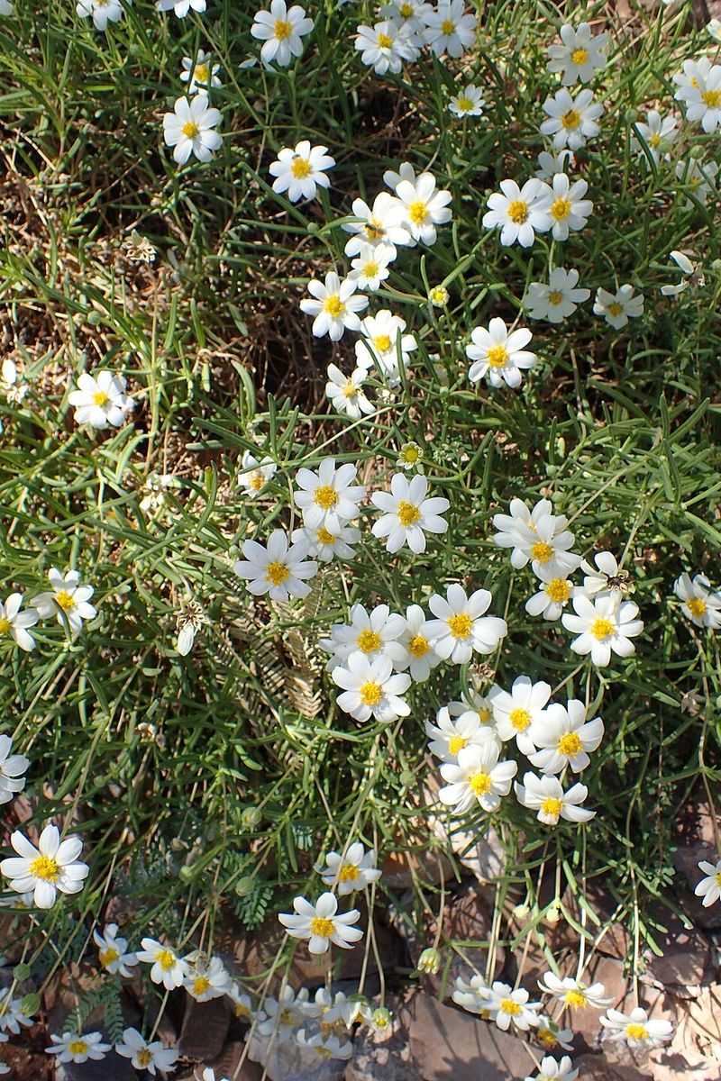 Blackfoot Daisy Handles Tough West Texas Conditions