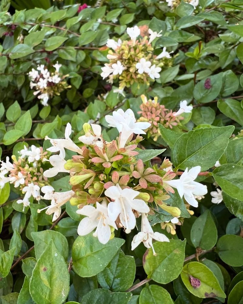 Abelia Grows Stronger With Early Spring Feeding
