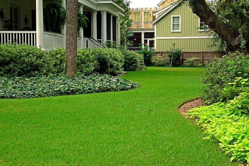 Water Hungry Turf Is Giving Way To Perennial Peanut