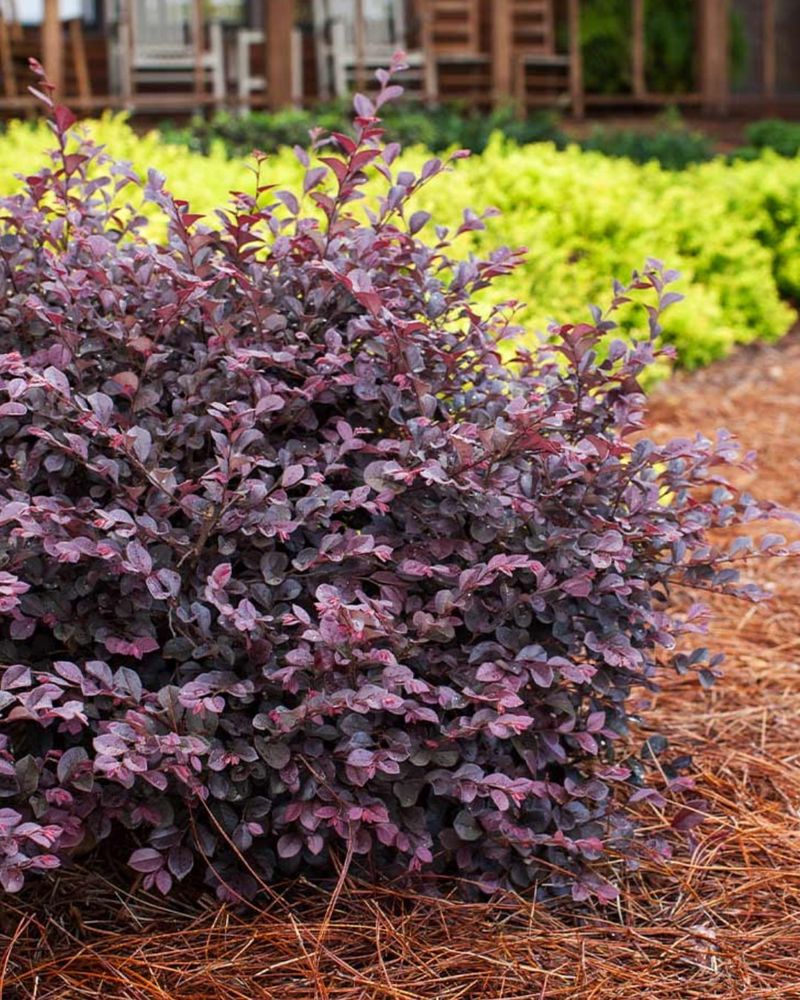 Loropetalum Establishes Quickly In Spring