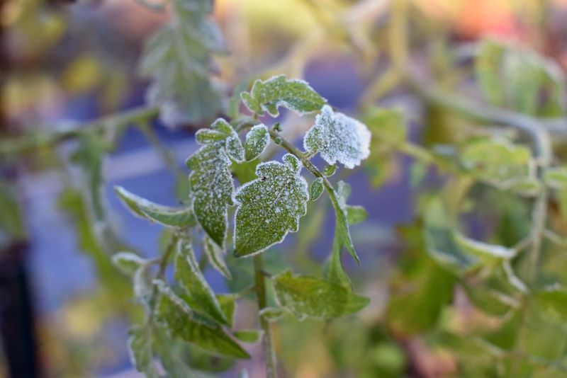 Late Frost Risk Keeps The Window Wide Open