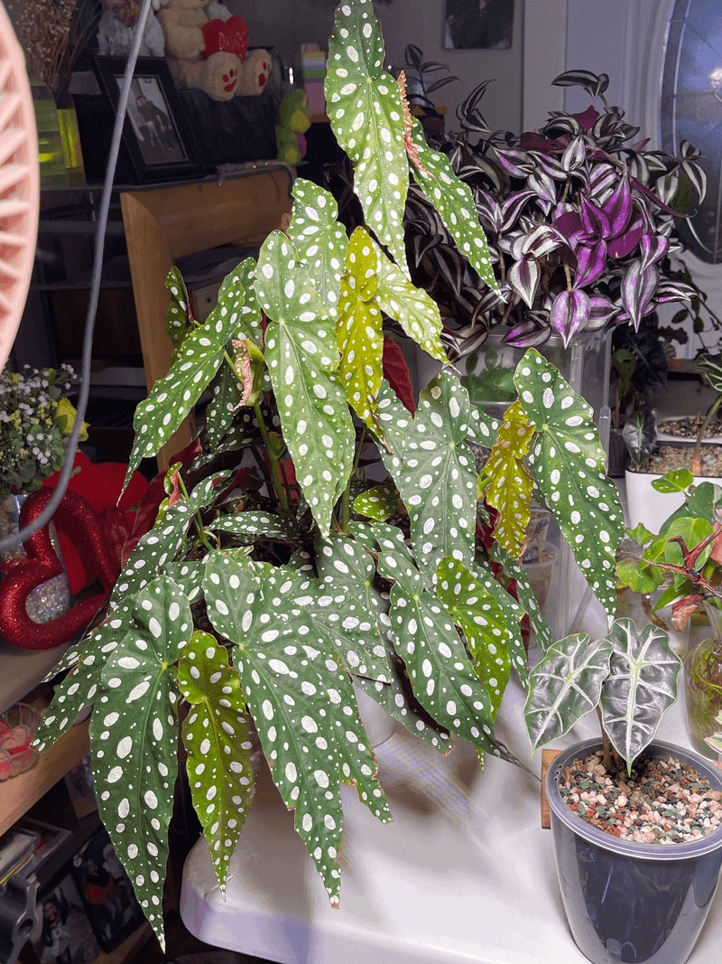 Good Drainage Supports Better Growth