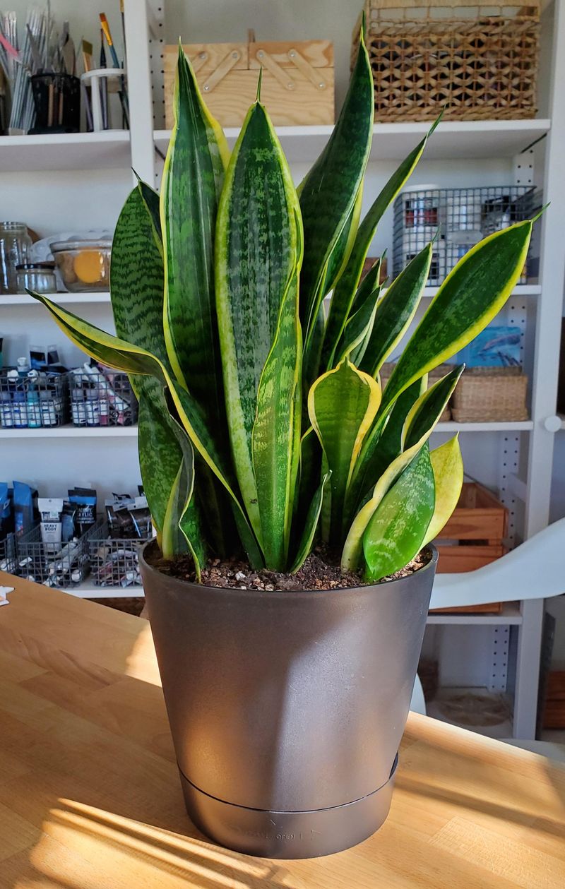 Snake Plant Brings Bold Upright Structure