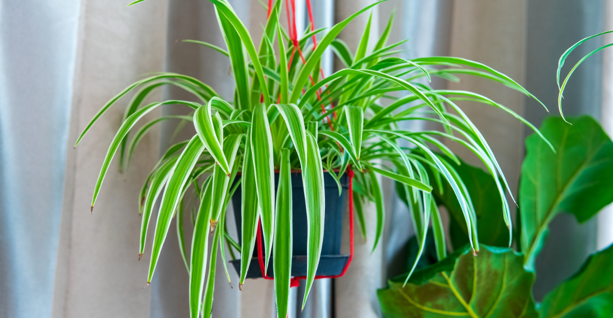 Indoor Plants In Pennsylvania That Thrive In Bright Indirect Light