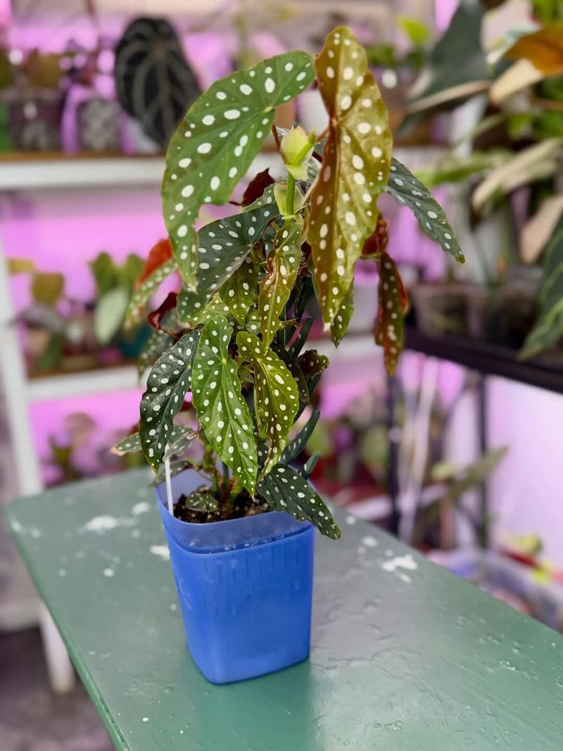 Its Cane Habit Shapes The Way It Grows