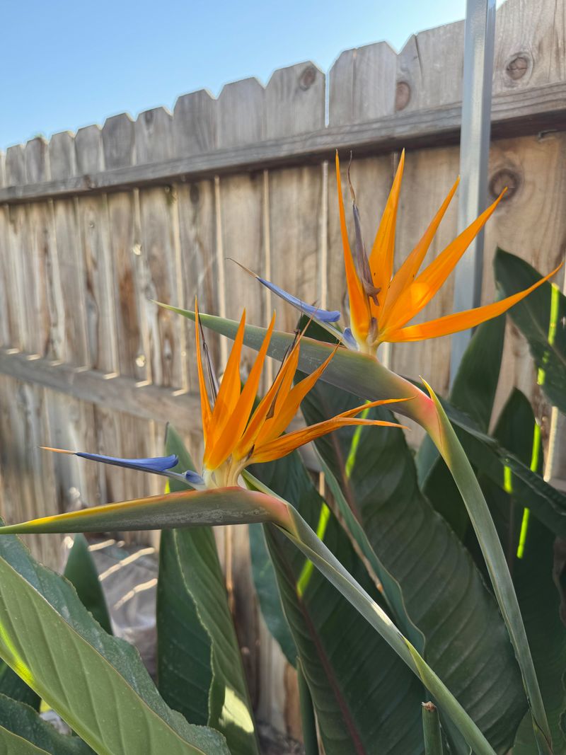 How To Treat Bird Of Paradise In Florida
