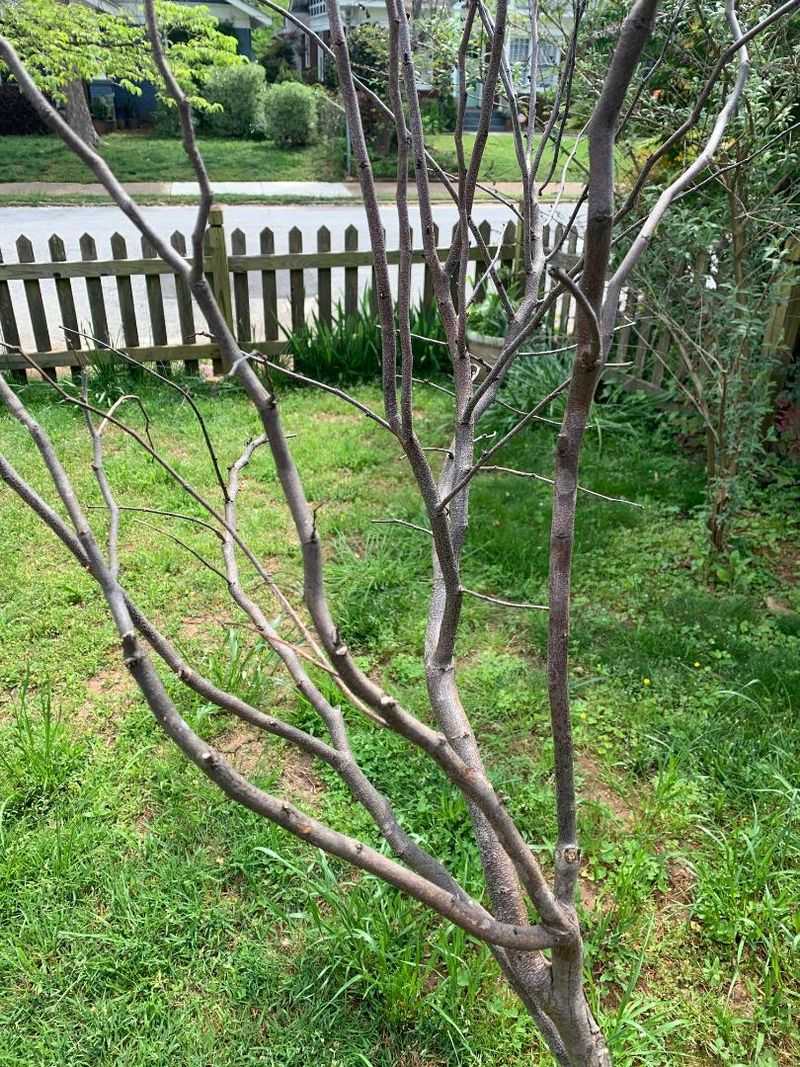 Causes Temporary Growth Setback