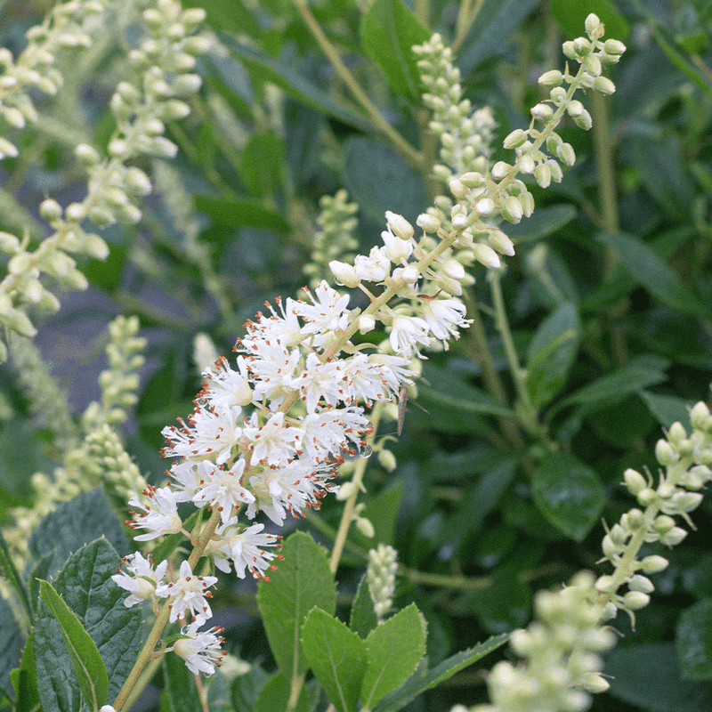 Summersweet Brings Fragrance Even In Humid Summers