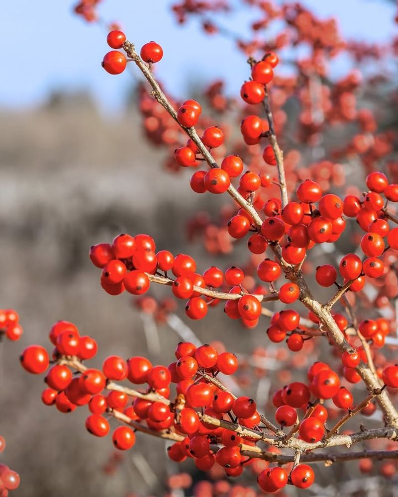 Winterberry Holly Adds Bright Berries And Seasonal Color