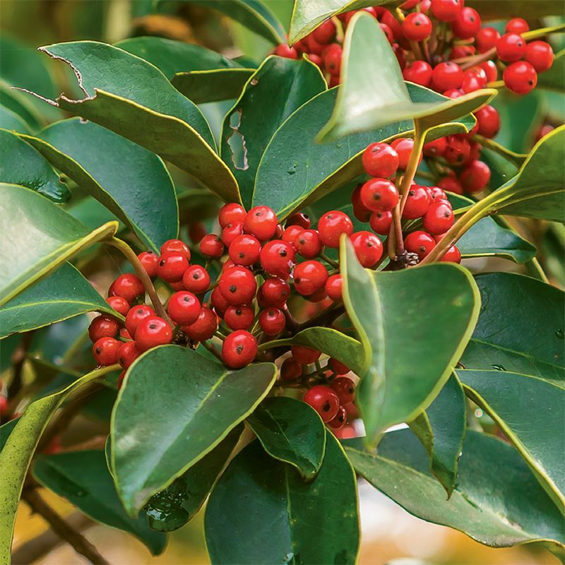 Yaupon Holly Forms A Tough Evergreen Screen