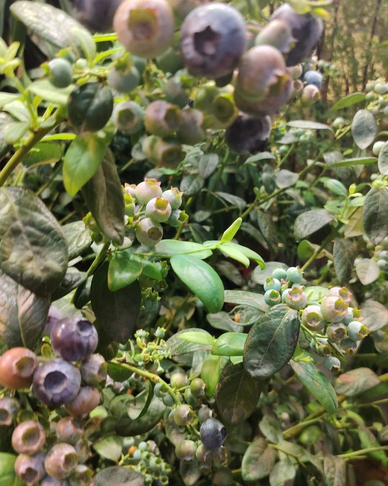 Highbush Blueberry (Vaccinium Corymbosum)