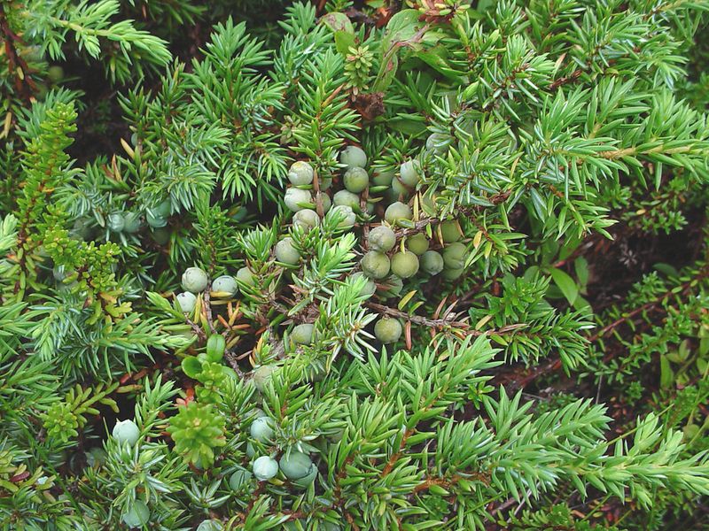 Common Juniper (Juniperus communis)