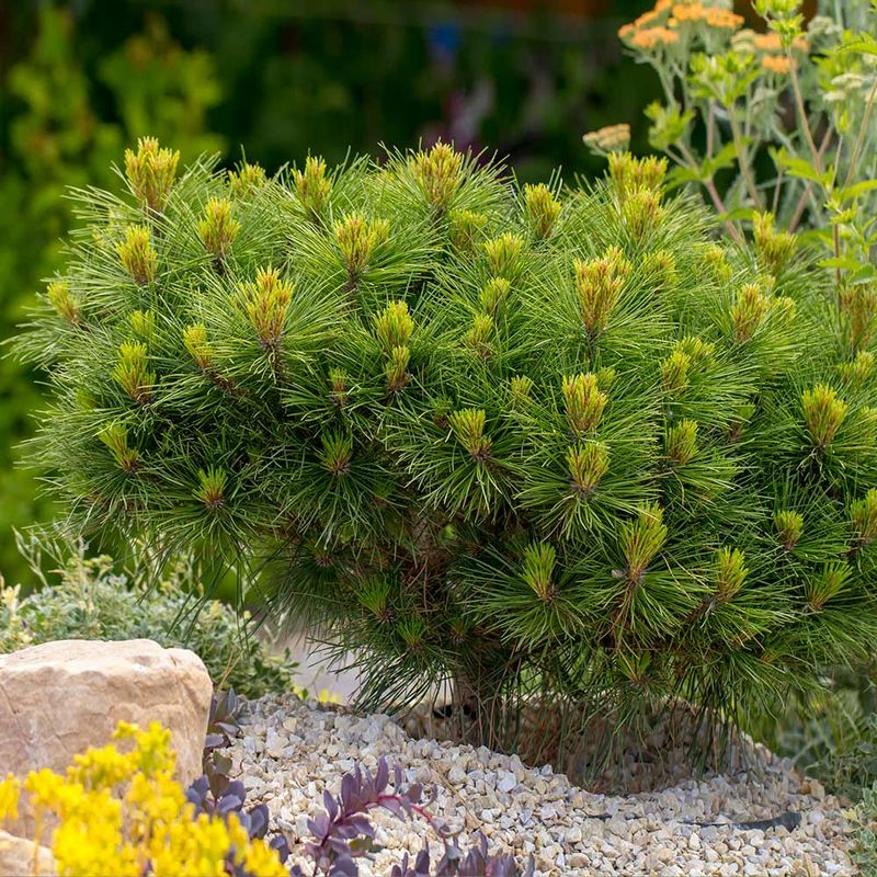 Dwarf Mugo Pine (Pinus mugo Dwarf Cultivars)