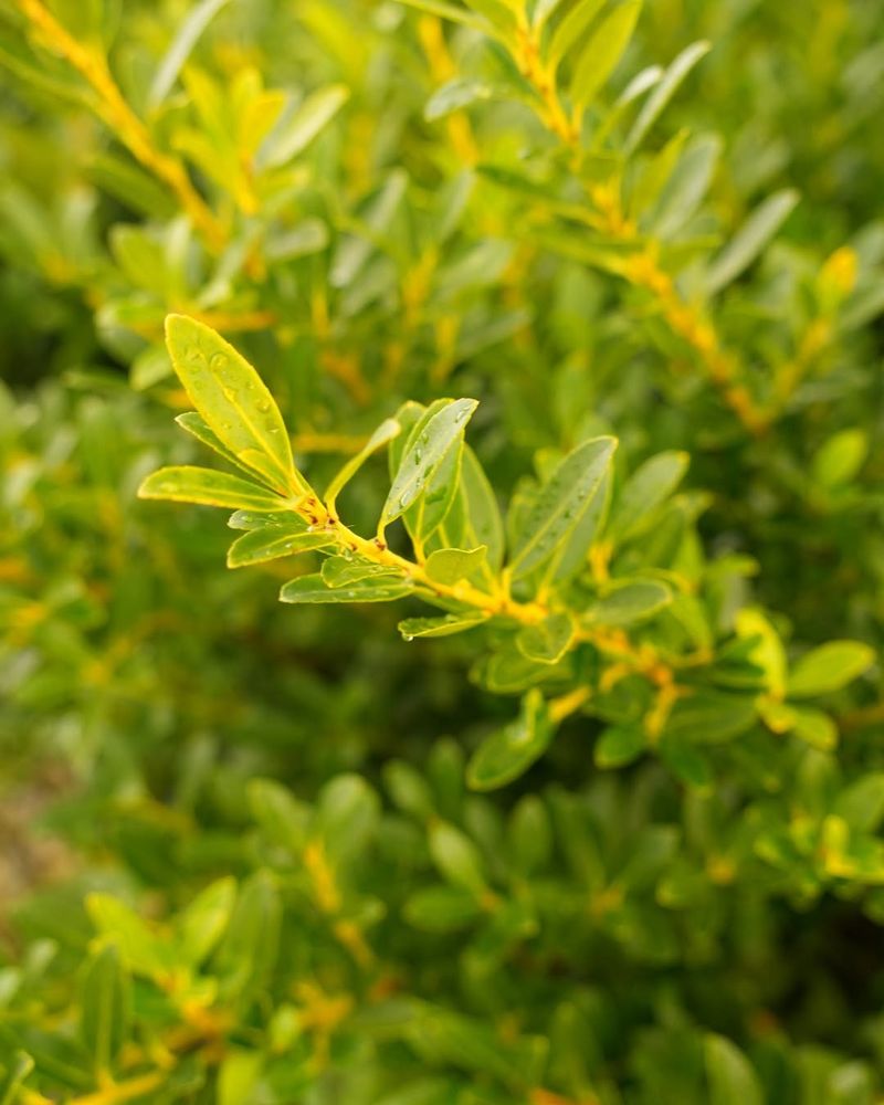 Dwarf Yaupon Holly Handles Heat And Requires Minimal Care