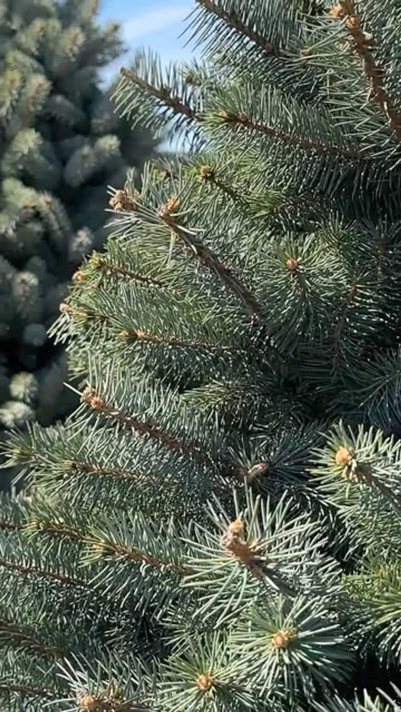 Spruce Is One Of The Most Reliable Choices