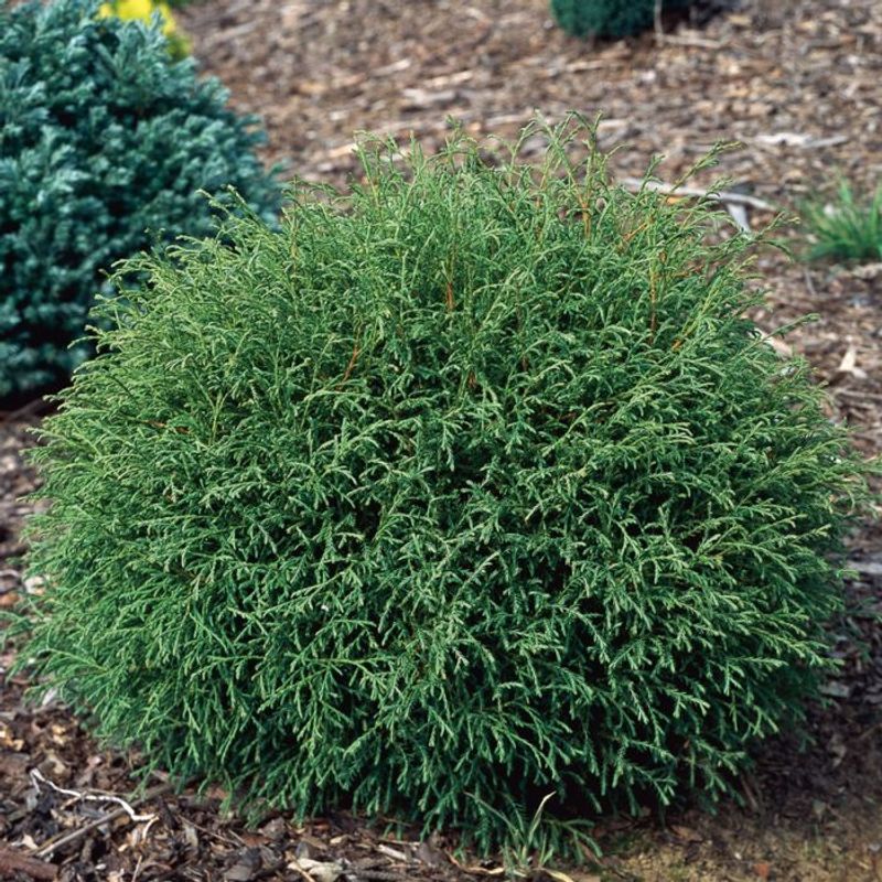 Arborvitae Mr Bowling Ball Forms A Rounded Shape On Its Own