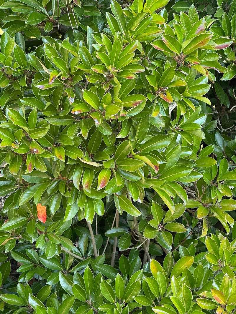 Chindo Viburnum Grows Fast And Creates A Dense Privacy Wall