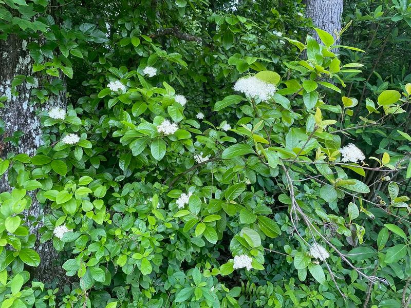 Possumhaw Viburnum Fills Out And Creates Seasonal Privacy