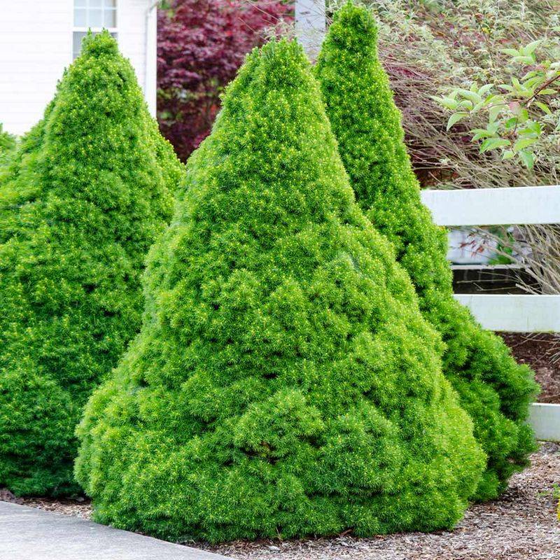Dwarf Alberta Spruce Keeps Its Tight Natural Form