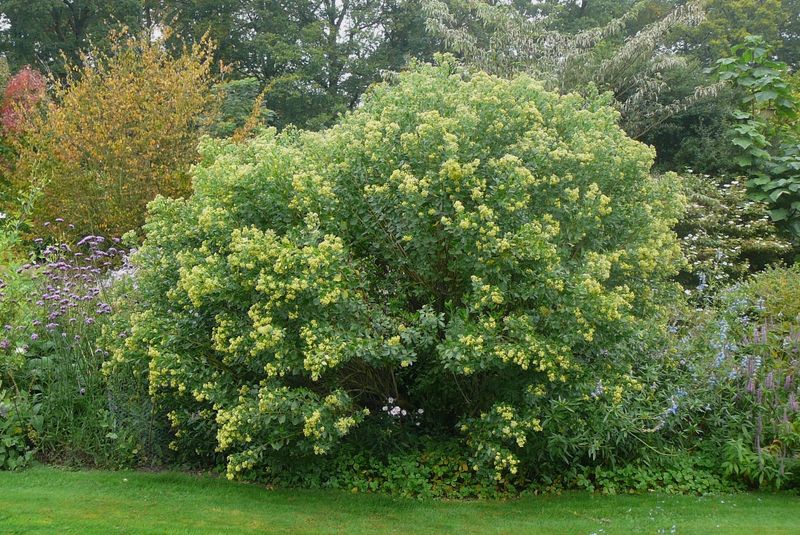 Eastern Baccharis (Baccharis halimifolia)