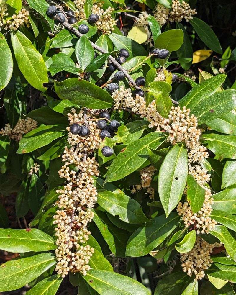 Carolina Cherry Laurel (Prunus caroliniana)