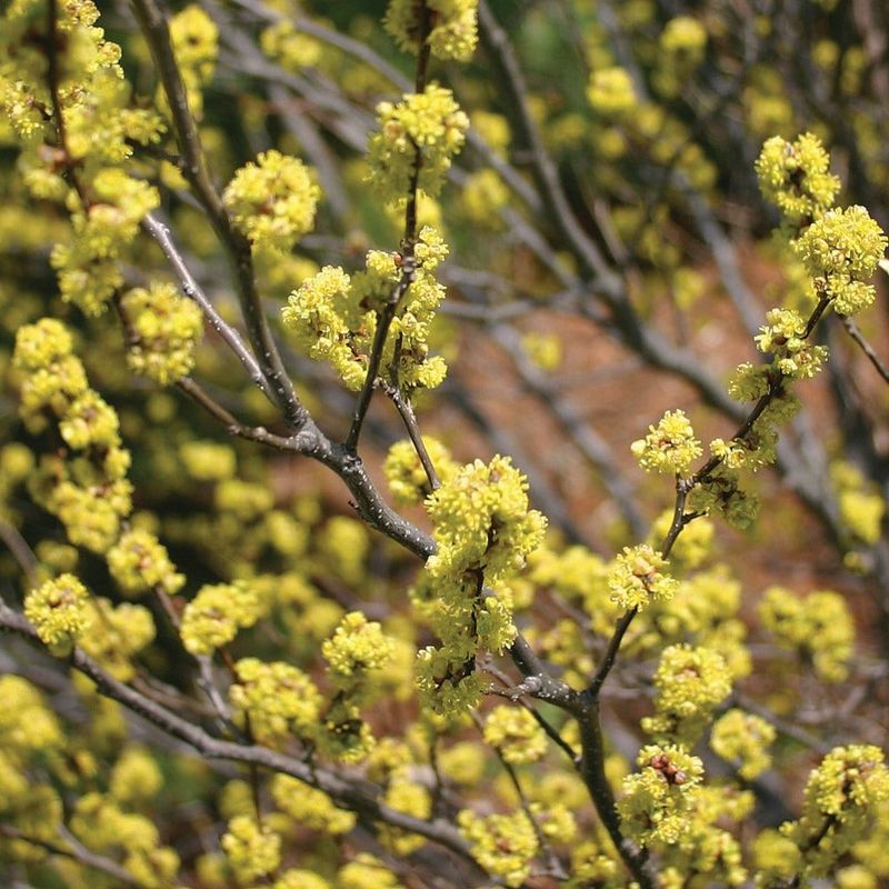 Spicebush Is Seldom Browsed Once Established