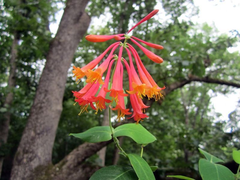 Coral Honeysuckle Climbing With Bright Blooms