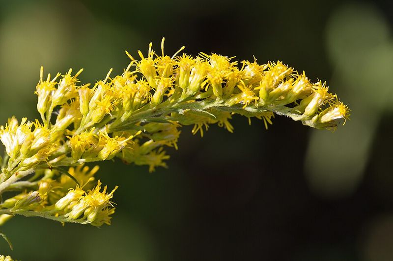 Goldenrod Supports A Strong Backyard Food Web