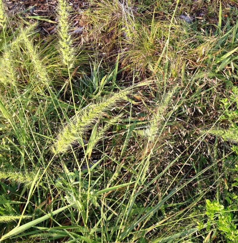 Cedar Sedge (Carex Planostachys)