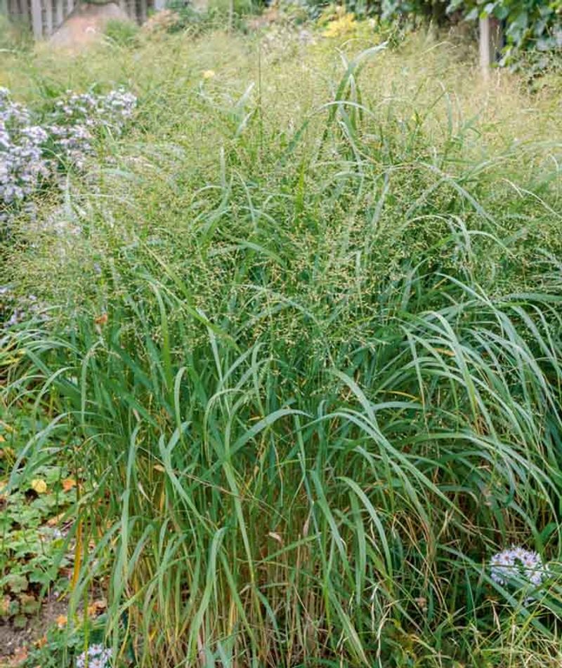 Switchgrass
