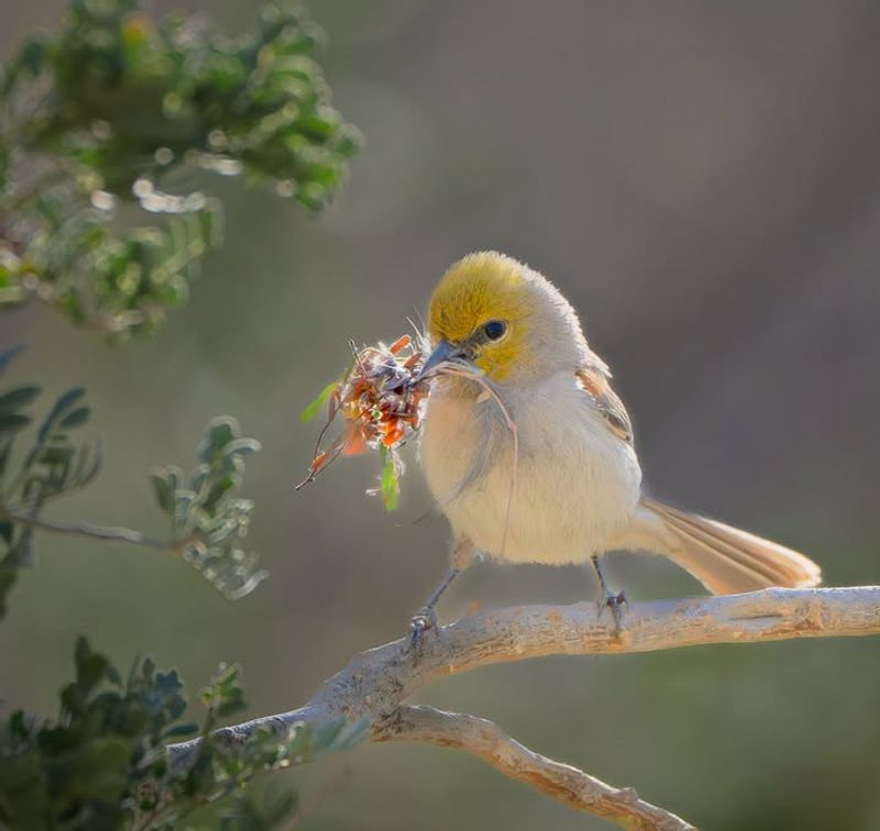 Natural Nesting Materials Like Twigs, Grass, And Moss