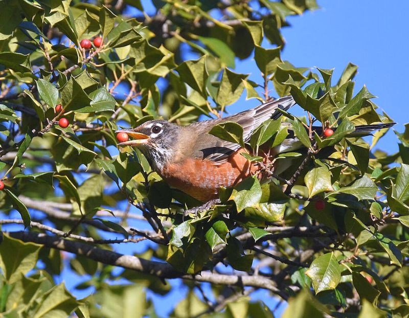 Dense Shelter Protects Birds From Weather And Predators