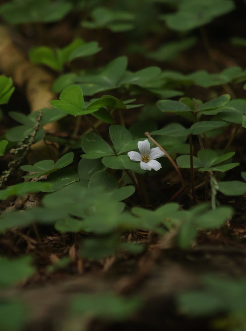 Oregon Wood Sorrel