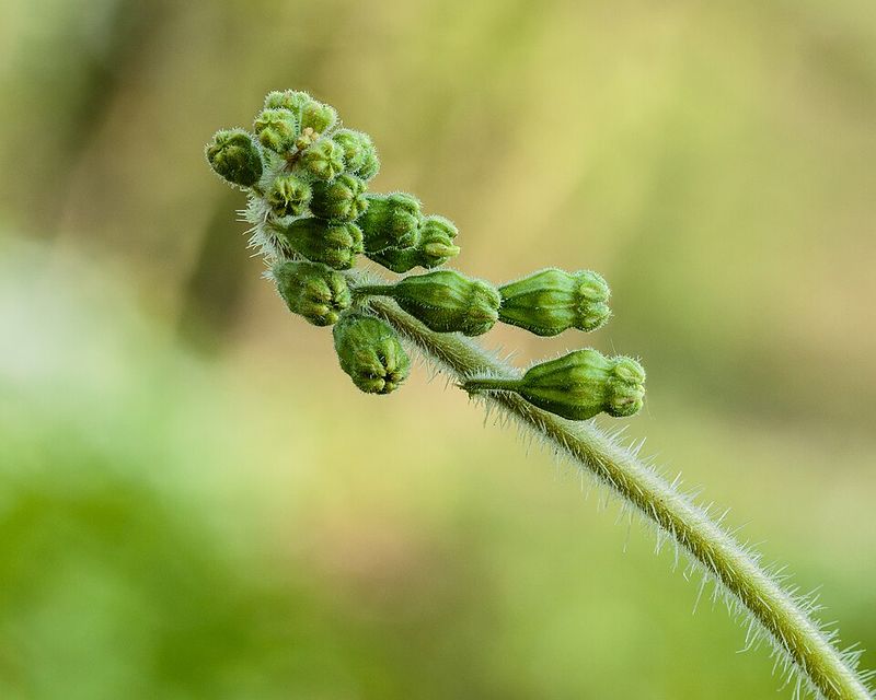 Fringecup Adds Height To Shady Beds