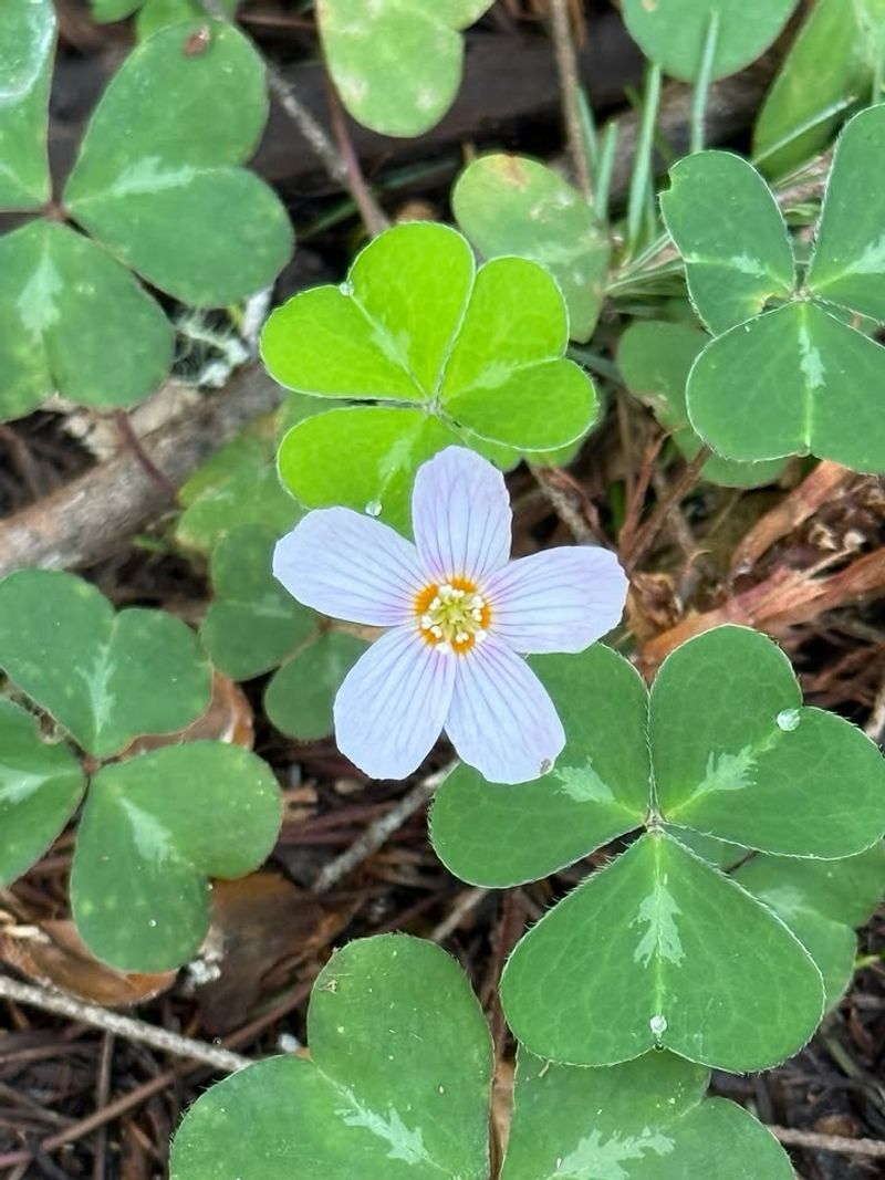 Oregon Wood Sorrel