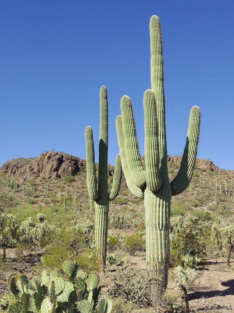 Do Not Fertilize As Saguaros Do Not Need Feeding