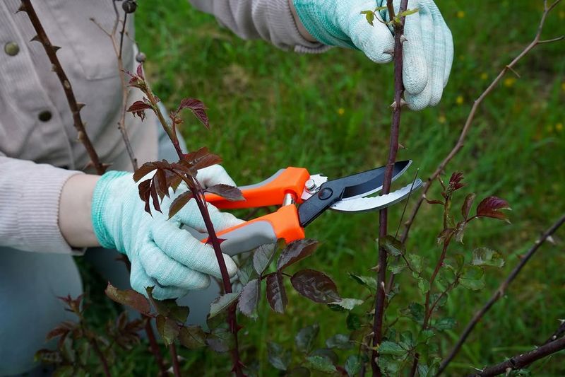 Prune Spring-Flowering Shrubs After Bloom