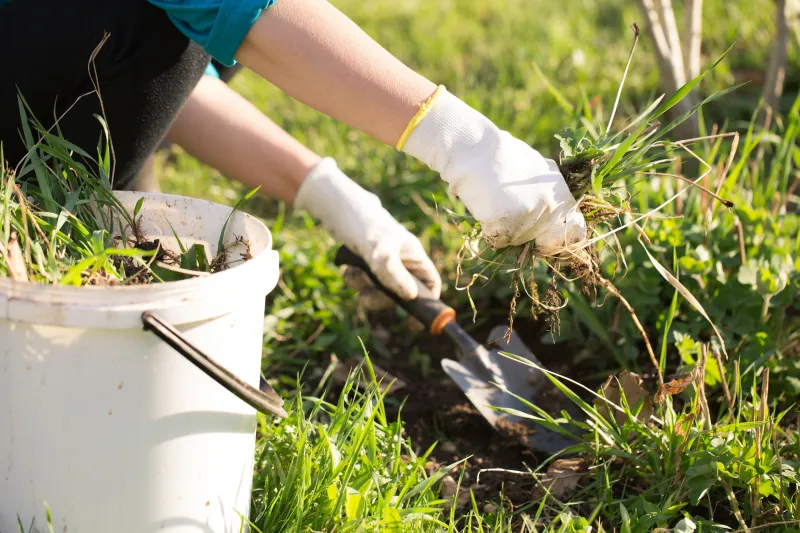 Pull Weeds Before Summer Rain Turns Them Into A Jungle