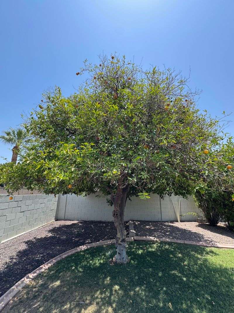 Apply Balanced Fertilizer To Support Spring Growth And Flowering